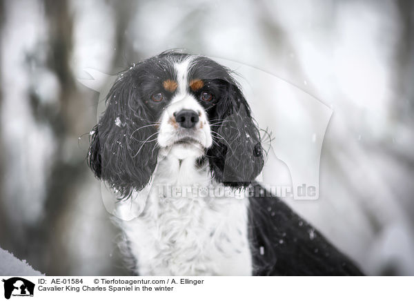 Cavalier King Charles Spaniel in the winter / AE-01584