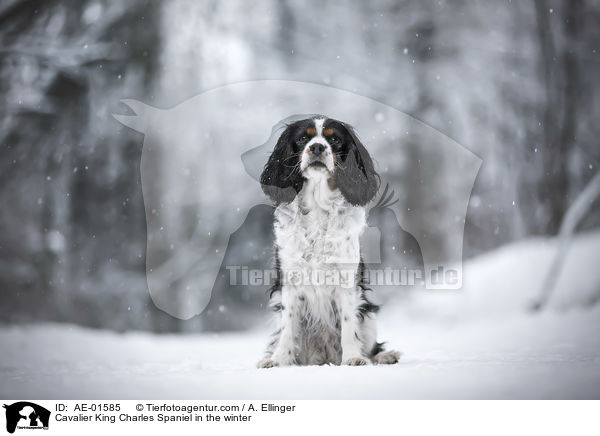 Cavalier King Charles Spaniel in the winter / AE-01585