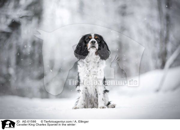 Cavalier King Charles Spaniel in the winter / AE-01586