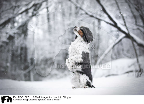 Cavalier King Charles Spaniel in the winter / AE-01587