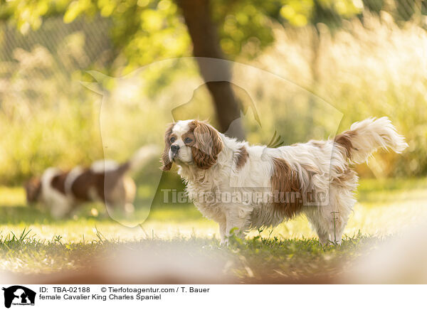 female Cavalier King Charles Spaniel / TBA-02188