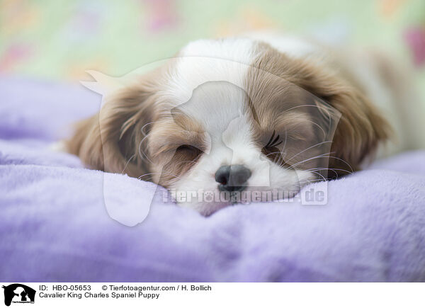 Cavalier King Charles Spaniel Puppy / HBO-05653