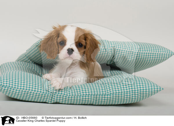 Cavalier King Charles Spaniel Puppy / HBO-05660