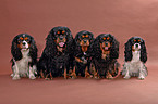 5 Cavalier King Charles Spaniels