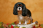 Cavalier King Charles Spaniel