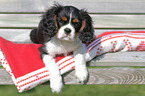young Cavalier King Charles Spaniel