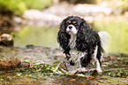 Cavalier King Charles Spaniel