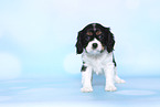 standing Cavalier King Charles Spaniel Puppy