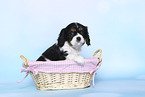 Cavalier King Charles Spaniel Puppy in a basket