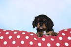 Cavalier King Charles Spaniel Puppy on a pillow