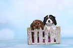 Cavalier King Charles Spaniel Puppies in a box