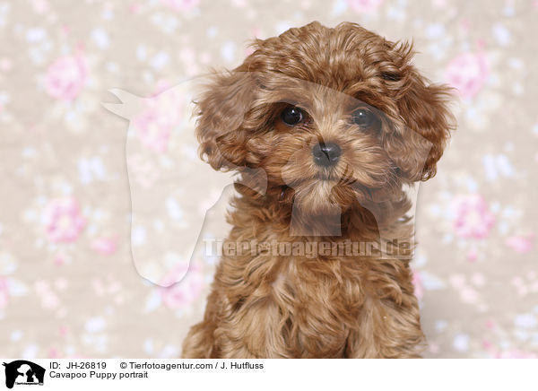 Cavapoo Puppy portrait / JH-26819