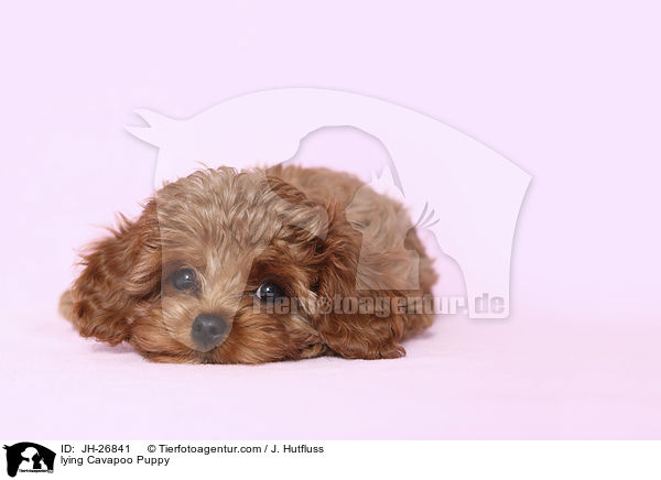 liegender Cavapoo Welpe / lying Cavapoo Puppy / JH-26841