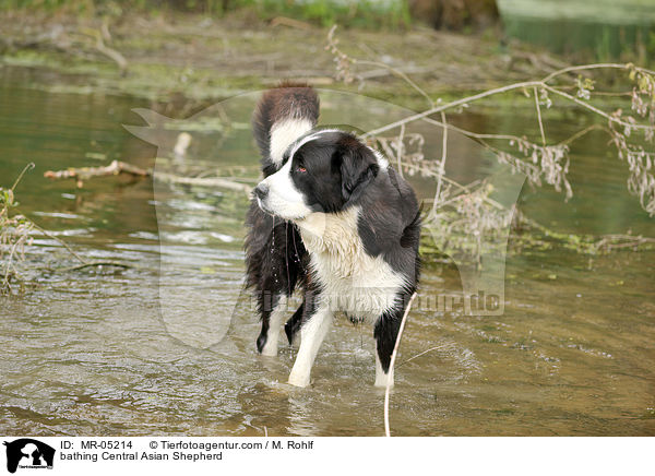 bathing Central Asian Shepherd / MR-05214