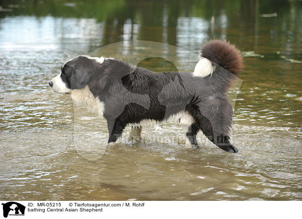 bathing Central Asian Shepherd / MR-05215