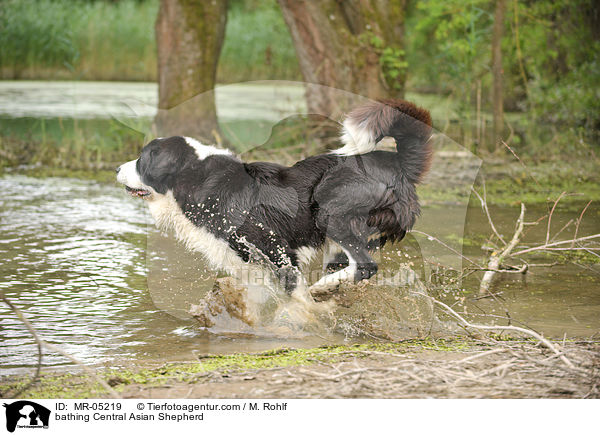 bathing Central Asian Shepherd / MR-05219