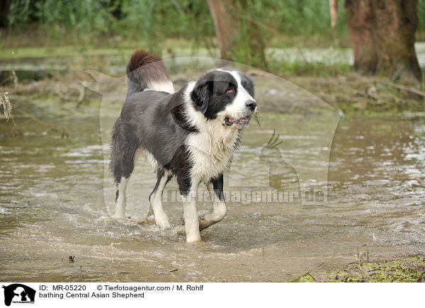bathing Central Asian Shepherd / MR-05220