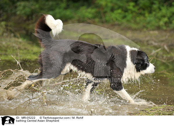 bathing Central Asian Shepherd / MR-05222