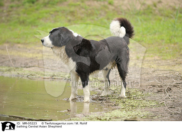 bathing Central Asian Shepherd / MR-05223