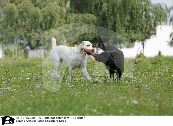 playing Central Asian Shepherd Dogs / RR-62988