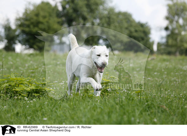 running Central Asian Shepherd Dog / RR-62989