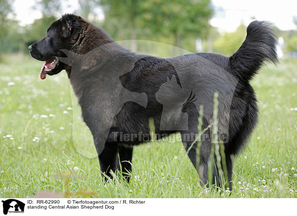 standing Central Asian Shepherd Dog / RR-62990