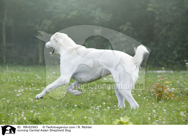 running Central Asian Shepherd Dog / RR-62993