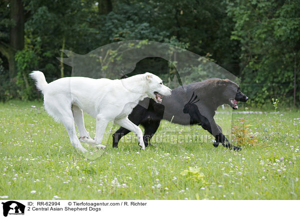 2 Central Asian Shepherd Dogs / RR-62994