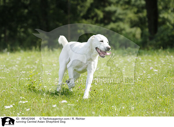 rennender Zentralasiatischer Owtscharka / running Central Asian Shepherd Dog / RR-62996