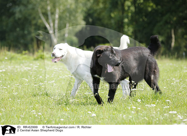2 Central Asian Shepherd Dogs / RR-62999