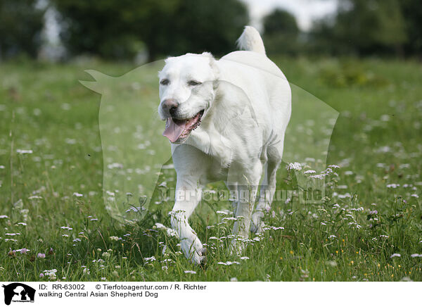 walking Central Asian Shepherd Dog / RR-63002