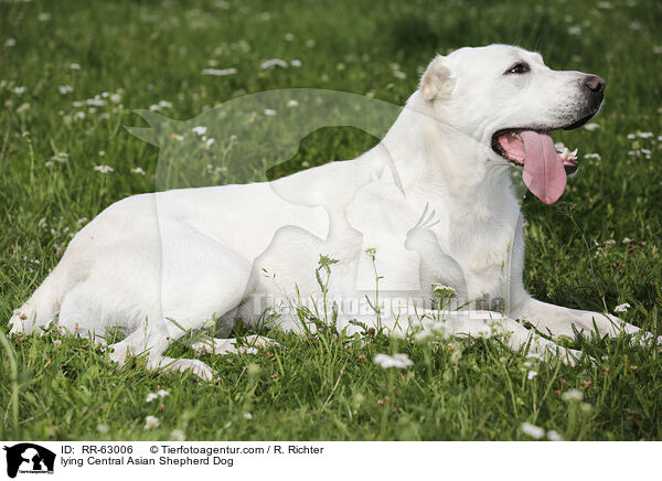 lying Central Asian Shepherd Dog / RR-63006