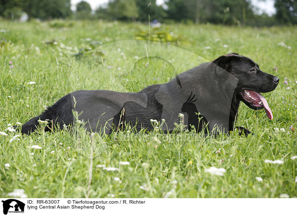 lying Central Asian Shepherd Dog / RR-63007