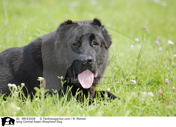 lying Central Asian Shepherd Dog / RR-63008