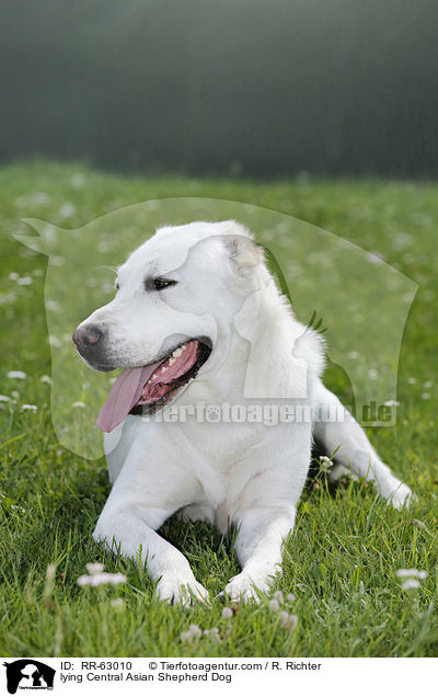 lying Central Asian Shepherd Dog / RR-63010
