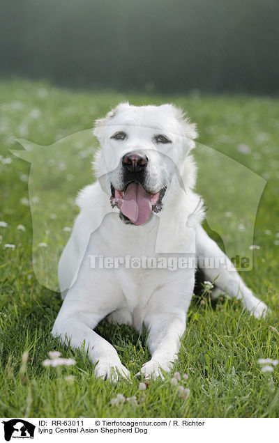 lying Central Asian Shepherd Dog / RR-63011
