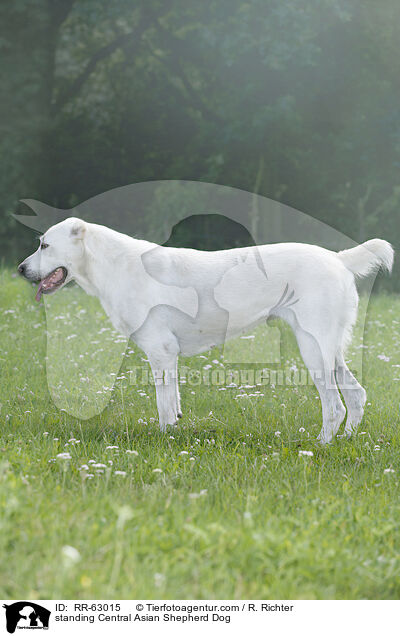 standing Central Asian Shepherd Dog / RR-63015