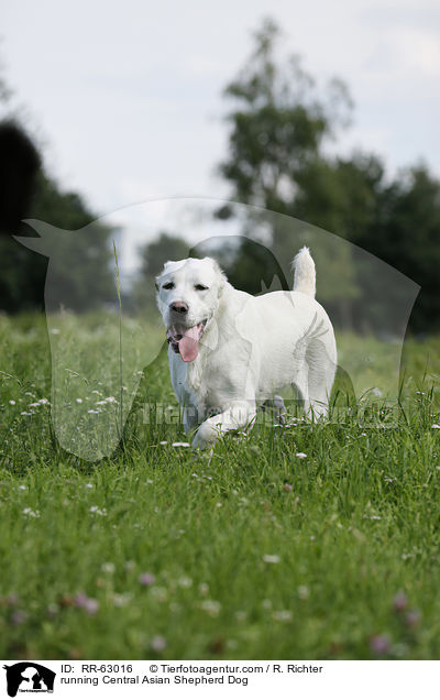 running Central Asian Shepherd Dog / RR-63016