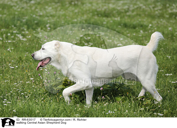 walking Central Asian Shepherd Dog / RR-63017
