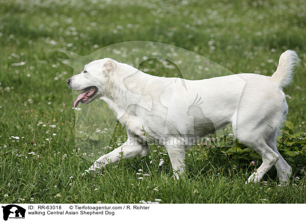 laufender Zentralasiatischer Owtscharka / walking Central Asian Shepherd Dog / RR-63018