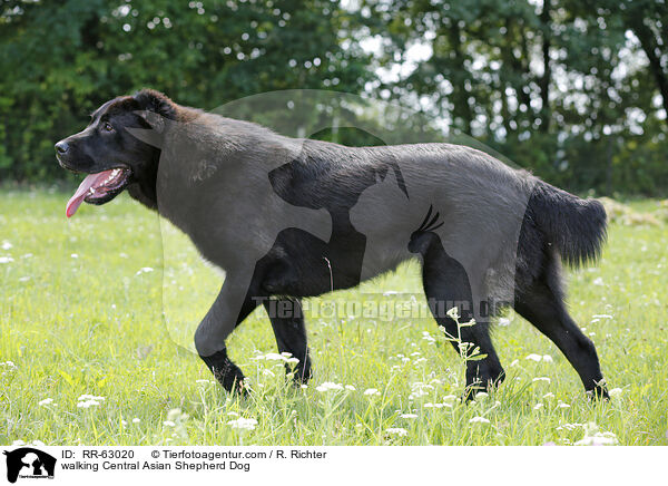 walking Central Asian Shepherd Dog / RR-63020