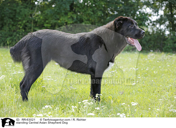 standing Central Asian Shepherd Dog / RR-63021