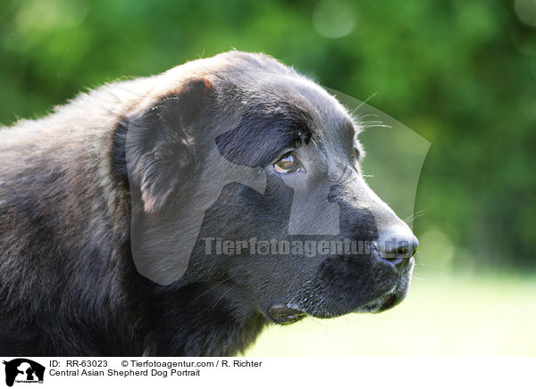 Central Asian Shepherd Dog Portrait / RR-63023