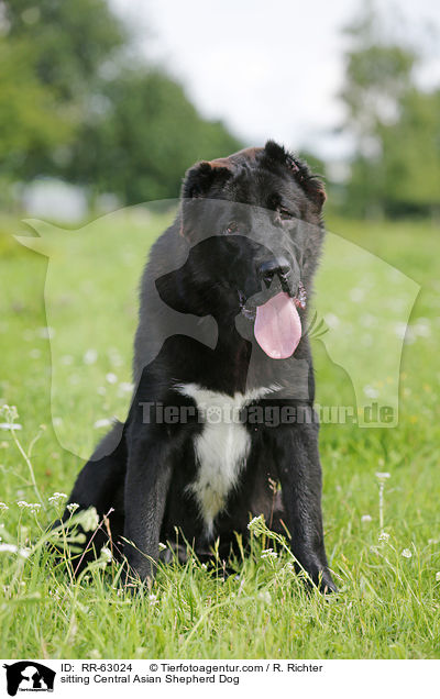 sitting Central Asian Shepherd Dog / RR-63024