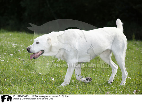 walking Central Asian Shepherd Dog / RR-63025
