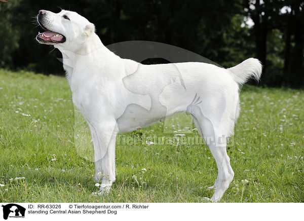 standing Central Asian Shepherd Dog / RR-63026