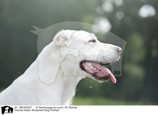 Central Asian Shepherd Dog Portrait / RR-63027