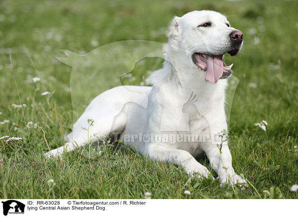 lying Central Asian Shepherd Dog / RR-63028