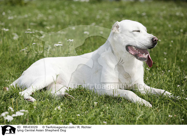 lying Central Asian Shepherd Dog / RR-63029