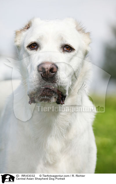 Central Asian Shepherd Dog Portrait / RR-63032